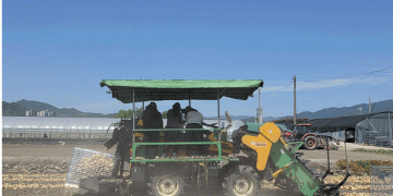 Onion Farming Revolution: How Mechanization Cuts Labor by 82% and Boosts Profitability
