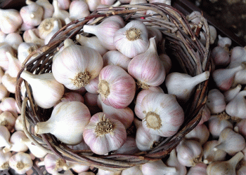 Taşköprü Garlic: A Golden Harvest with Global Recognition and Promising Market Value