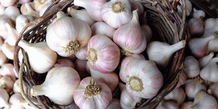 Taşköprü Garlic: A Golden Harvest with Global Recognition and Promising Market Value