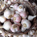Taşköprü Garlic: A Golden Harvest with Global Recognition and Promising Market Value