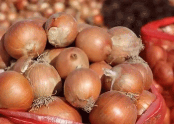 Russia’s Onion Market in 2025: Import Growth, Price Volatility, and Shifting Supply Dynamics
