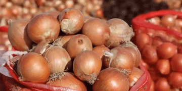 Russia’s Onion Market in 2025: Import Growth, Price Volatility, and Shifting Supply Dynamics