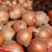 Russia’s Onion Market in 2025: Import Growth, Price Volatility, and Shifting Supply Dynamics