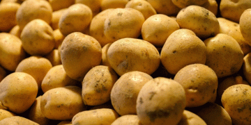 Early Harvest Success in Altai Krai: Record Yields of Potatoes and Vegetables Signal Strong Season