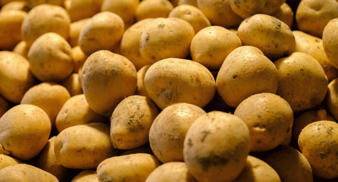 Early Harvest Success in Altai Krai: Record Yields of Potatoes and Vegetables Signal Strong Season