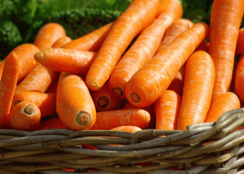 Unfavorable Weather Delays Early Vegetable Harvest: Market Prices and Farmer Challenges