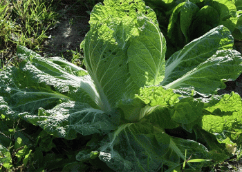 Double Harvest: How to Grow Fresh Peking Cabbage Twice a Season for Extended Supply