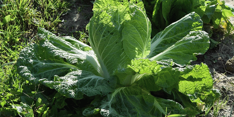 Double Harvest: How to Grow Fresh Peking Cabbage Twice a Season for Extended Supply