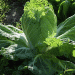 Double Harvest: How to Grow Fresh Peking Cabbage Twice a Season for Extended Supply