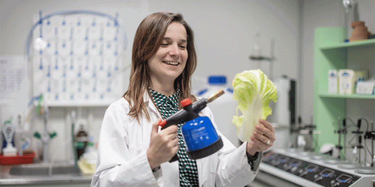 From Waste to Worth: Transforming Chinese Cabbage into High-Tech Sensors
