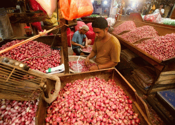 Majalengka’s Declining Shallot Production: Weather, Market Pressures, and Shifting Farming Trends
