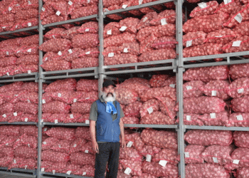 Gongju Sulfur Flower Garlic: A Model of Quality, Profitability, and Sustainable Farming