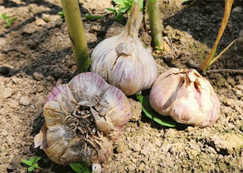 Breakthrough in Garlic Farming: Russian-Bred Variety Offers Triple the Shelf Life