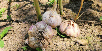 Breakthrough in Garlic Farming: Russian-Bred Variety Offers Triple the Shelf Life
