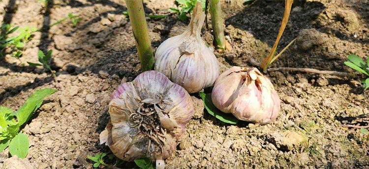 Breakthrough in Garlic Farming: Russian-Bred Variety Offers Triple the Shelf Life