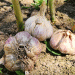 Breakthrough in Garlic Farming: Russian-Bred Variety Offers Triple the Shelf Life