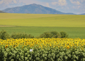 Kazakhstan’s Agri-Strategic Pivot: A Data-Driven Shift from Wheat to Value-Added Crops