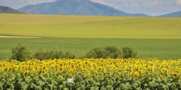 Kazakhstan’s Agri-Strategic Pivot: A Data-Driven Shift from Wheat to Value-Added Crops