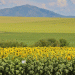 Kazakhstan’s Agri-Strategic Pivot: A Data-Driven Shift from Wheat to Value-Added Crops