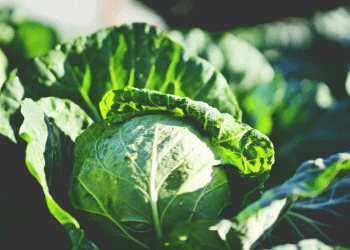 Cabbage Compound Breaks Down Dental Plaque by 90% – A Game Changer for Oral Health and Agriculture