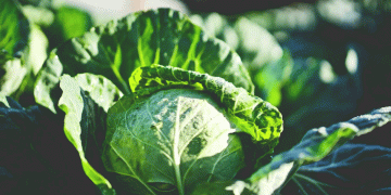 Cabbage Compound Breaks Down Dental Plaque by 90% – A Game Changer for Oral Health and Agriculture