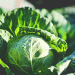Cabbage Compound Breaks Down Dental Plaque by 90% – A Game Changer for Oral Health and Agriculture