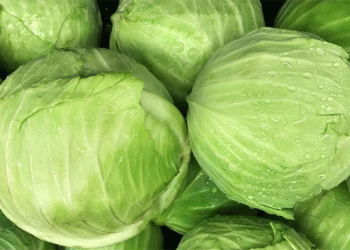 Vanillin vs. Cabbage Pests: Scientists Discover Surprising August Defense Against Caterpillars