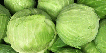 Vanillin vs. Cabbage Pests: Scientists Discover Surprising August Defense Against Caterpillars