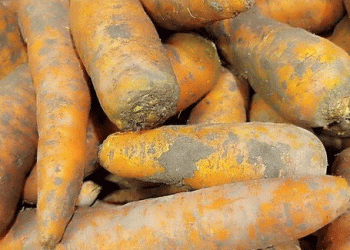 Omsk Region Harvest Update: Strong Potato and Vegetable Yields Signal Promising Season