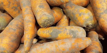 Omsk Region Harvest Update: Strong Potato and Vegetable Yields Signal Promising Season