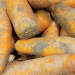Omsk Region Harvest Update: Strong Potato and Vegetable Yields Signal Promising Season