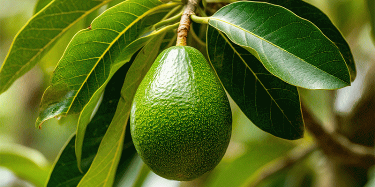 Spain Boosts Avocado & Mango Industry With New Mandatory Levy System
