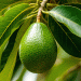 Spain Boosts Avocado & Mango Industry With New Mandatory Levy System