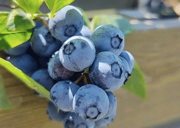 Frost Wipes Out 95% of Kuban’s Blueberry Crop: A Cautionary Tale of Climate Risks