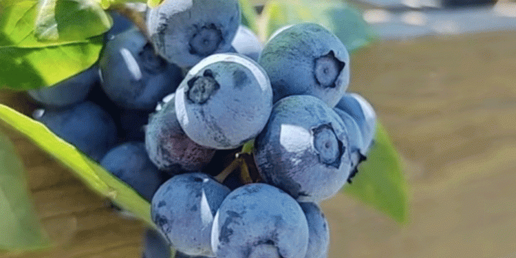Frost Wipes Out 95% of Kuban’s Blueberry Crop: A Cautionary Tale of Climate Risks