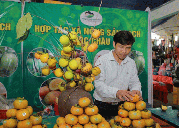 Tao Nguyen’s High-Tech Agri-Revolution: A Blueprint for Sustainable Highland Farming