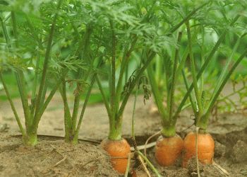 The August Advantage: How Potassium-Phosphate Nutrition Unlocks Unprecedented Carrot Quality and Yield