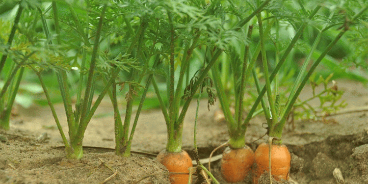 The August Advantage: How Potassium-Phosphate Nutrition Unlocks Unprecedented Carrot Quality and Yield