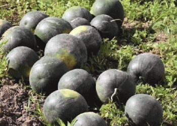 Pushing the Climate Envelope: Kaliningrad Farmer Targets 15-Ton Watermelon Harvest