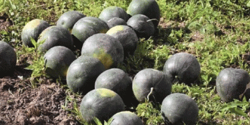Pushing the Climate Envelope: Kaliningrad Farmer Targets 15-Ton Watermelon Harvest