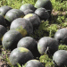 Pushing the Climate Envelope: Kaliningrad Farmer Targets 15-Ton Watermelon Harvest