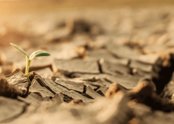 Israel’s Water Crisis Reaches Breaking Point: Agriculture Bears Brunt of Unprecedented Drought