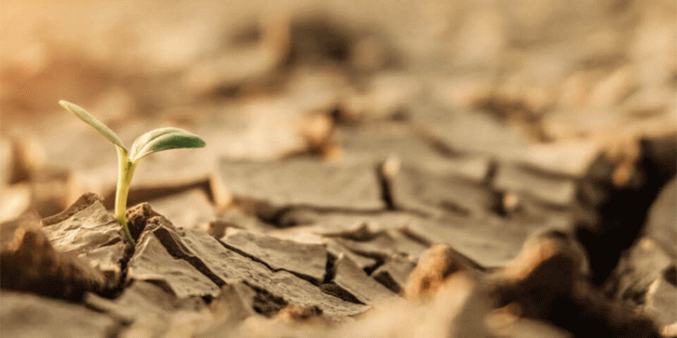 Israel’s Water Crisis Reaches Breaking Point: Agriculture Bears Brunt of Unprecedented Drought