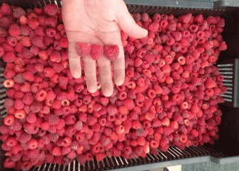 Record Raspberry Harvest in Stavropol: How “Polka” Variety Boosted Yields by 50%