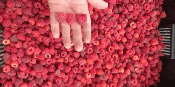 Record Raspberry Harvest in Stavropol: How “Polka” Variety Boosted Yields by 50%