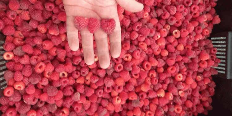 Record Raspberry Harvest in Stavropol: How “Polka” Variety Boosted Yields by 50%