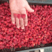 Record Raspberry Harvest in Stavropol: How “Polka” Variety Boosted Yields by 50%