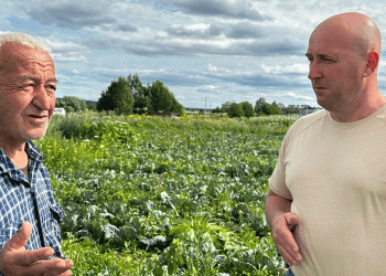One-Man Cabbage Empire: How a Komi Farmer Harvests 250 Tons Solo Each Season