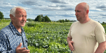 One-Man Cabbage Empire: How a Komi Farmer Harvests 250 Tons Solo Each Season