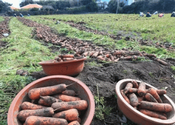 Seed Sovereignty: How Jeju Island is Breaking Free from Foreign Carrot Seed Dependence